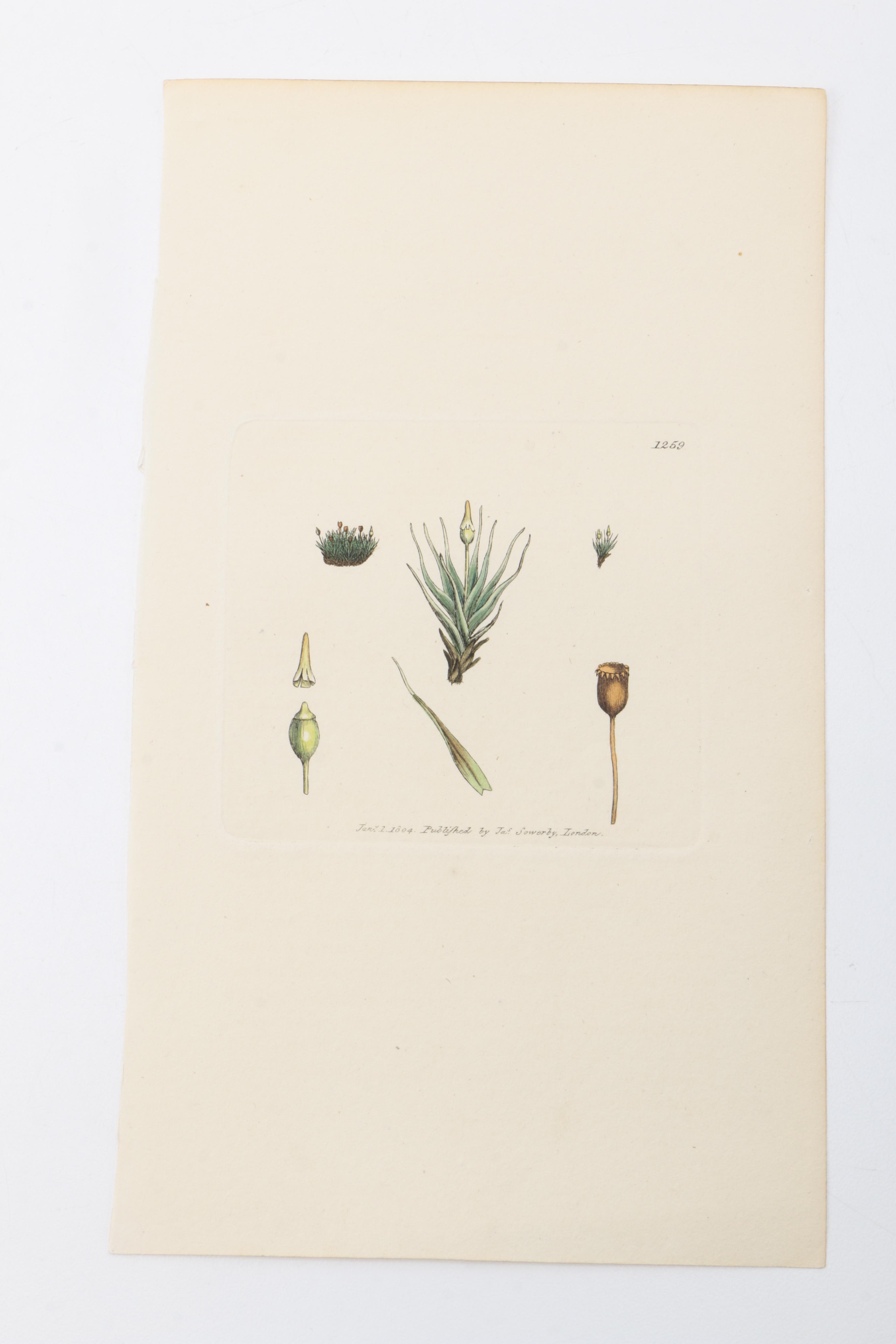 Flora and Fauna Prints