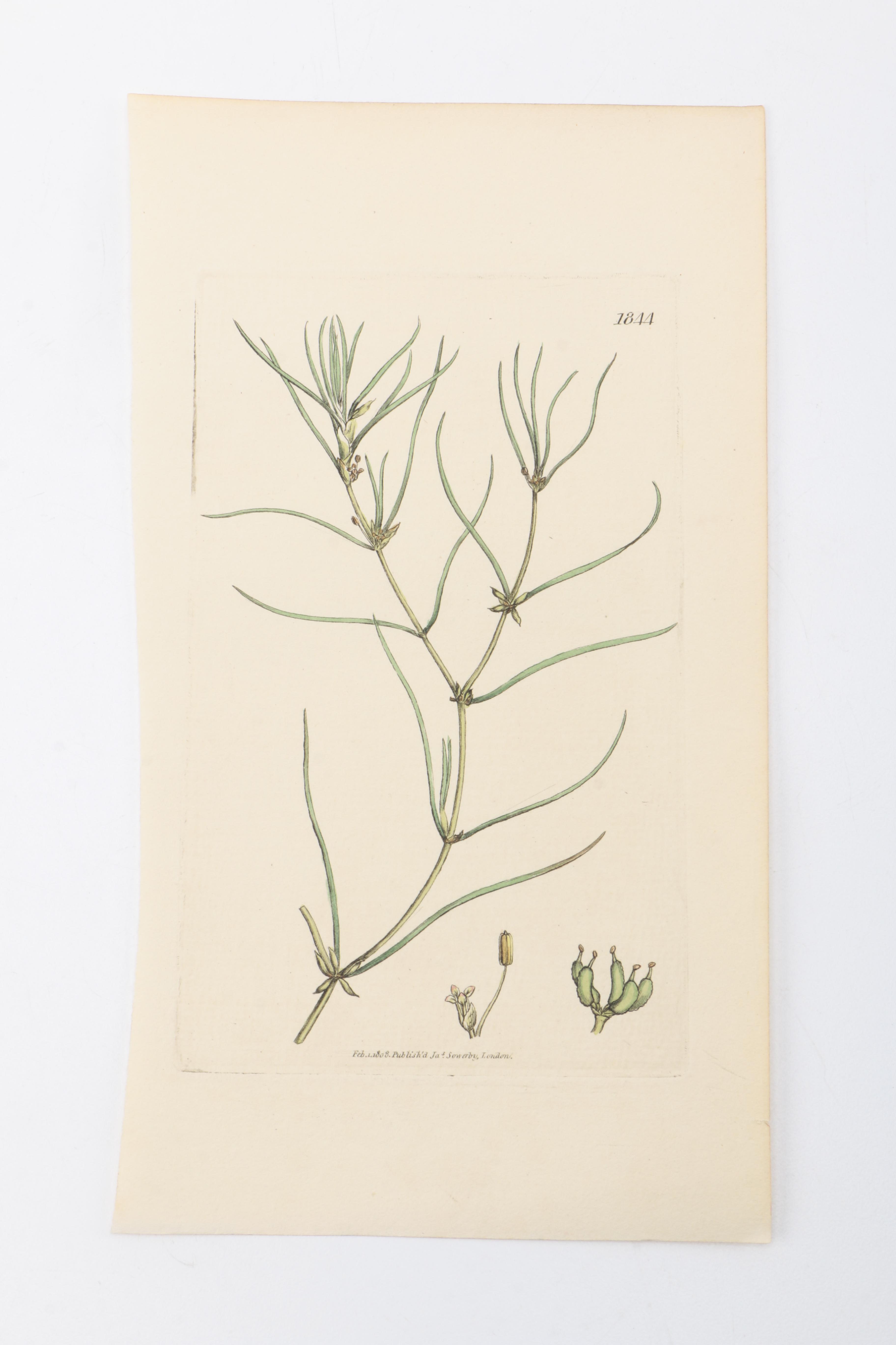 Flora and Fauna Prints