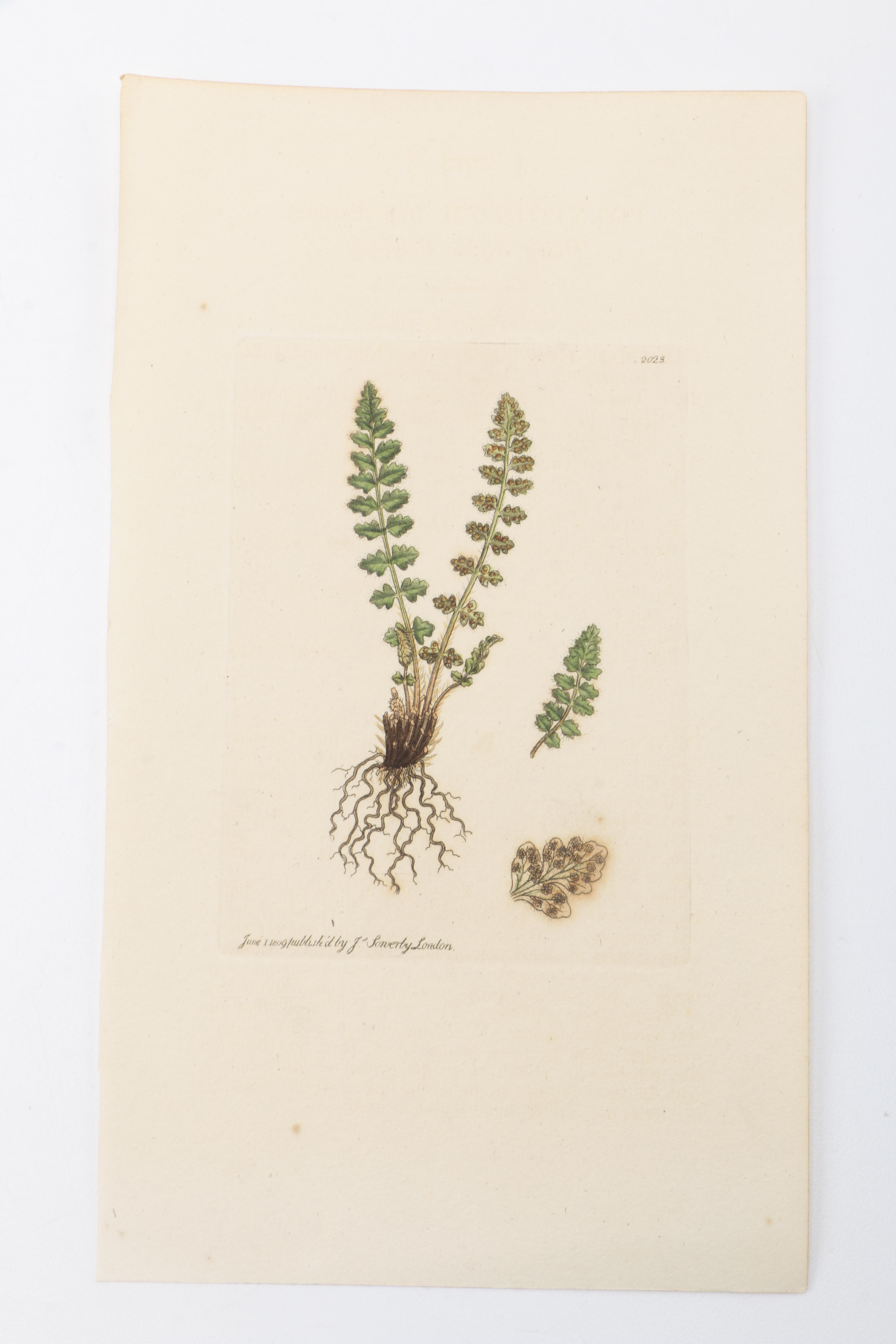 Flora and Fauna Prints