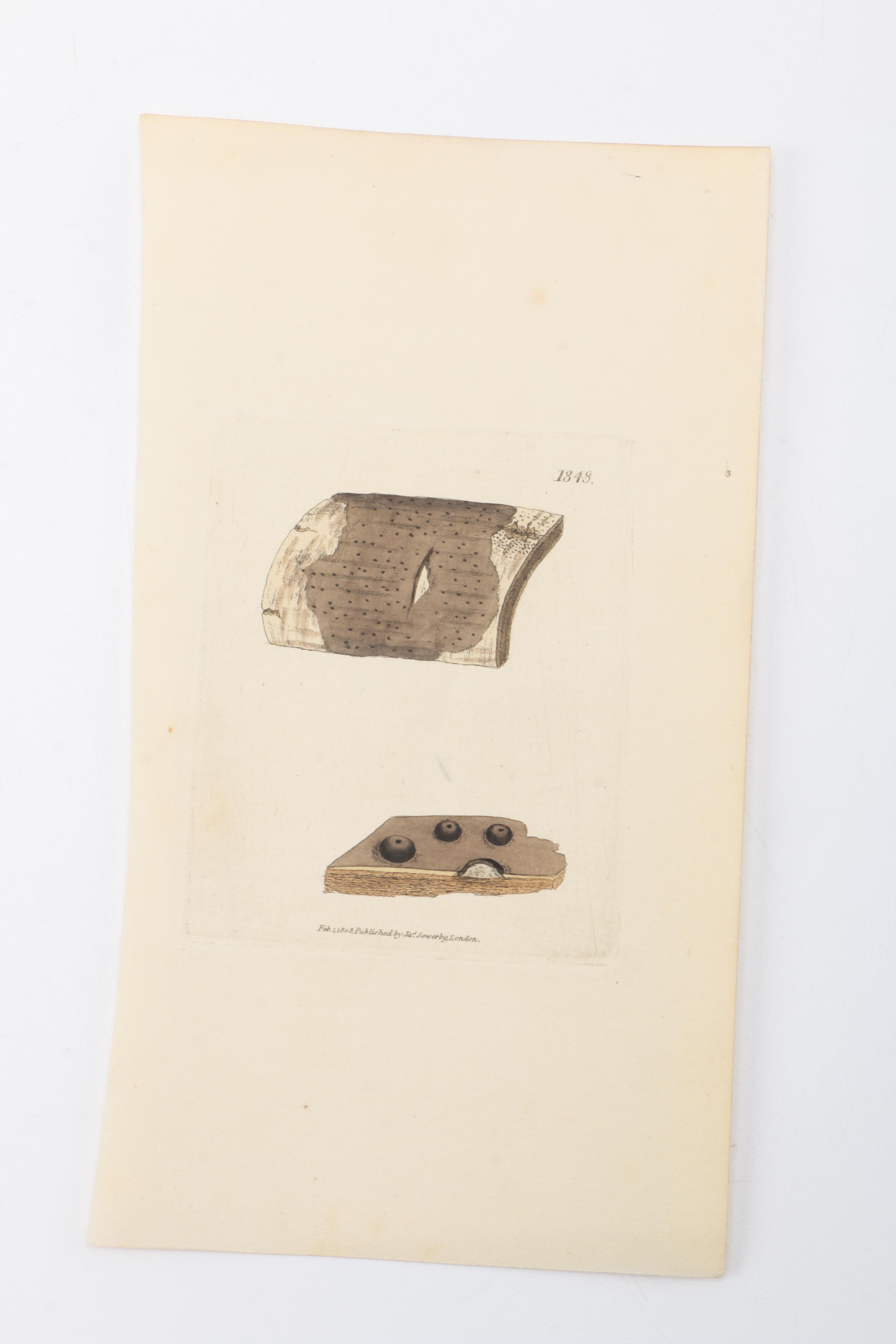 Flora and Fauna Prints