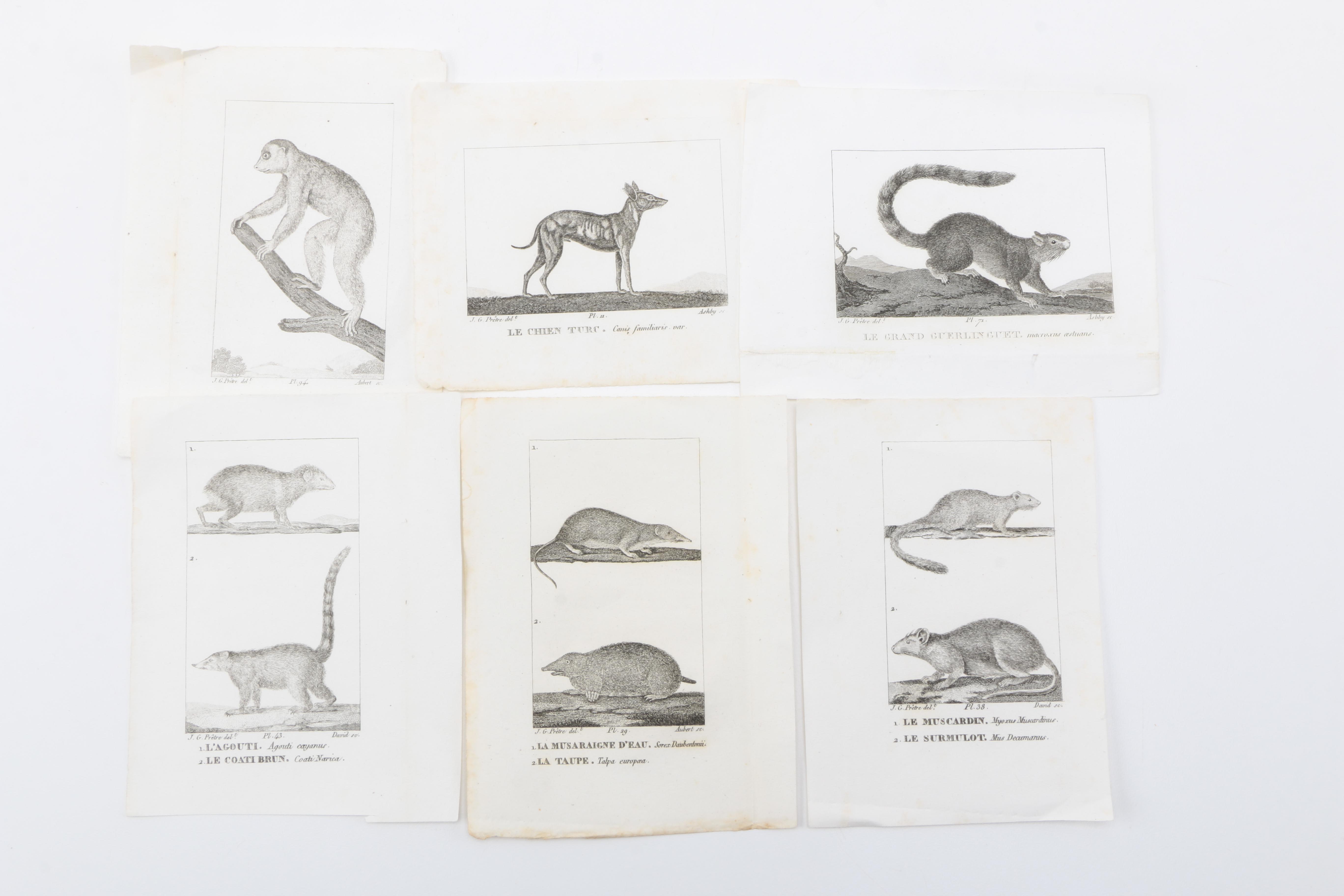 Flora and Fauna Prints