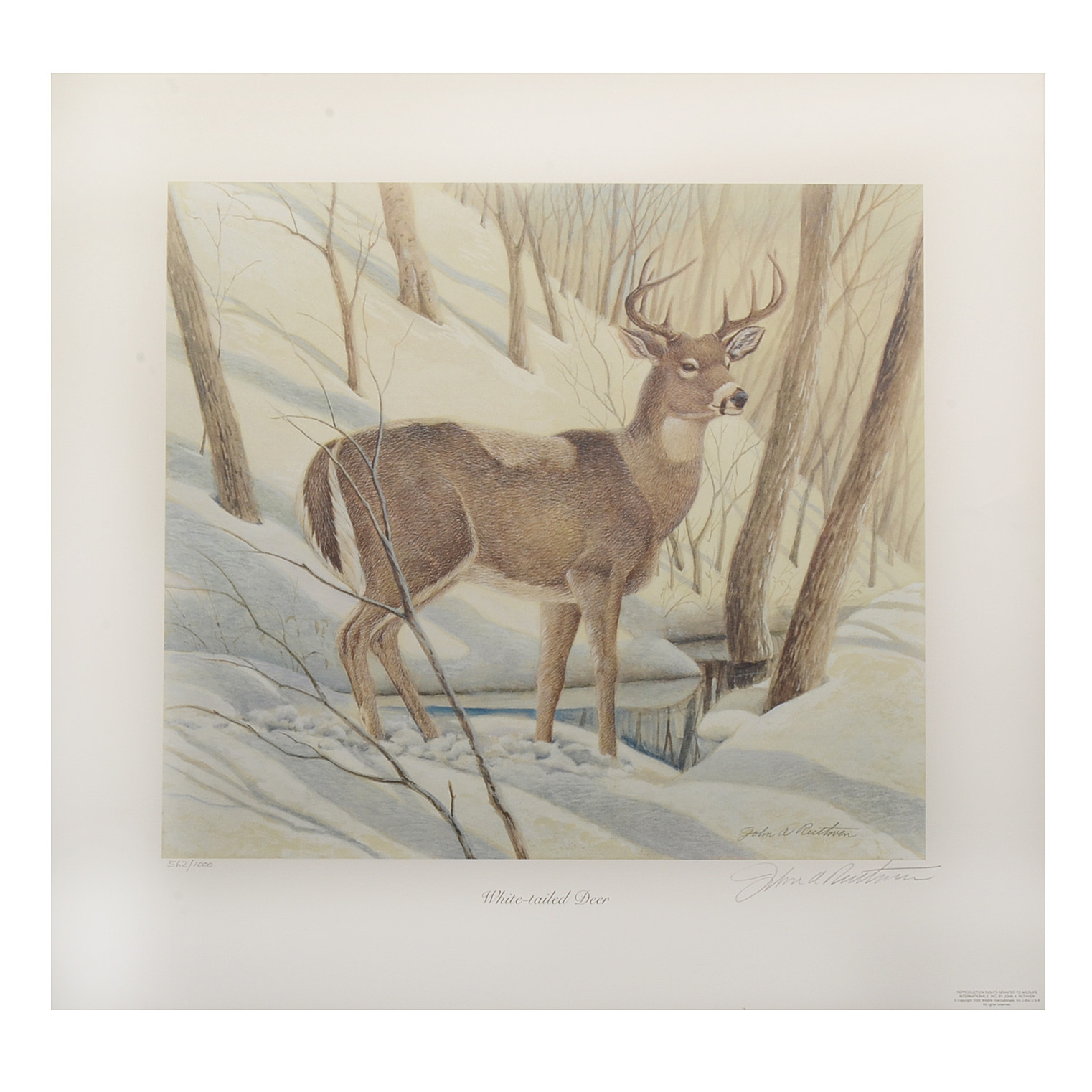 John Ruthven Signed Limited Edition Offset Lithograph "White-tailed Deer"