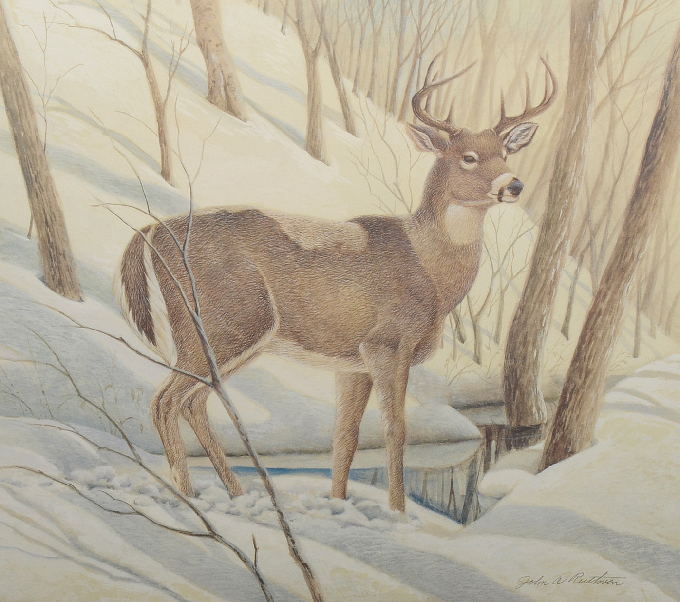 John Ruthven Signed Limited Edition Offset Lithograph "White-tailed Deer"