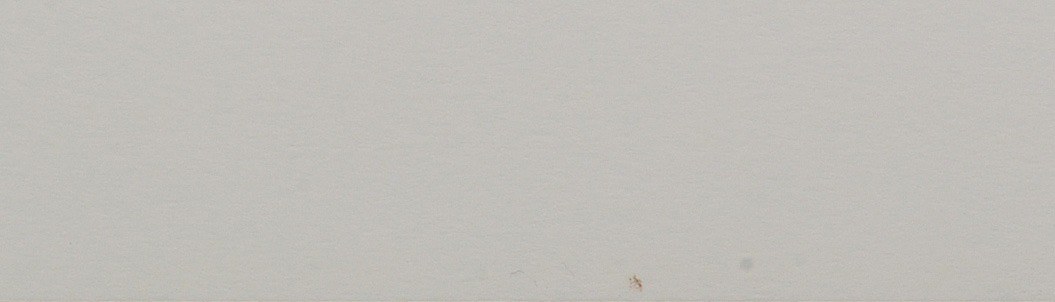 John Ruthven Signed Limited Edition Offset Lithograph "White-tailed Deer"