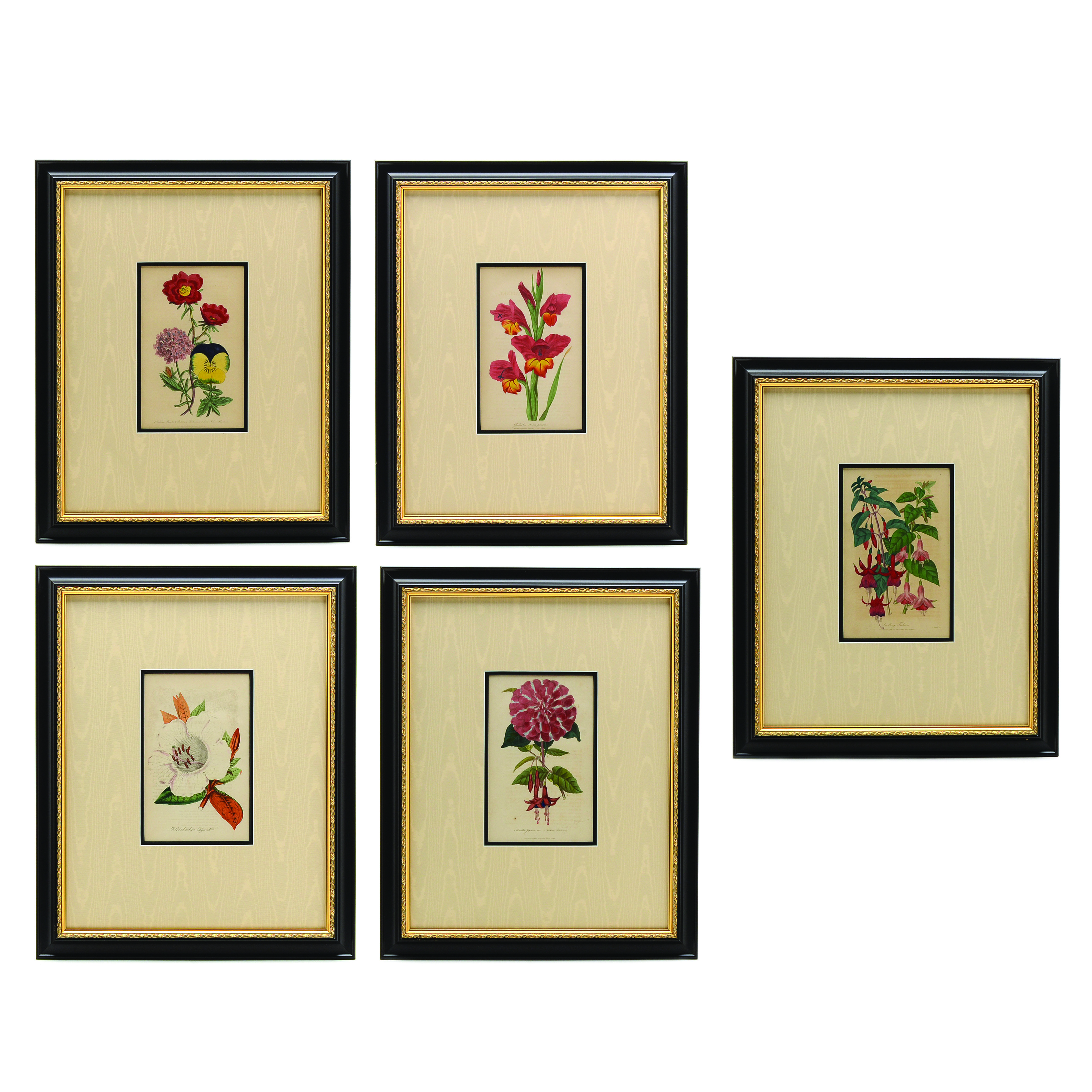 Five Original Mid-19th Century Hand-Colored Botanical Prints