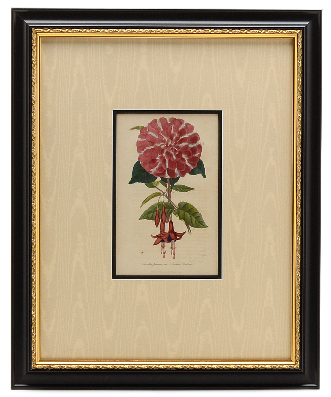 Five Original Mid-19th Century Hand-Colored Botanical Prints