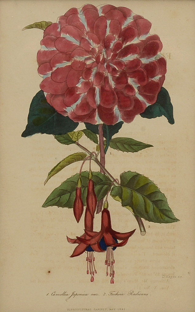 Five Original Mid-19th Century Hand-Colored Botanical Prints