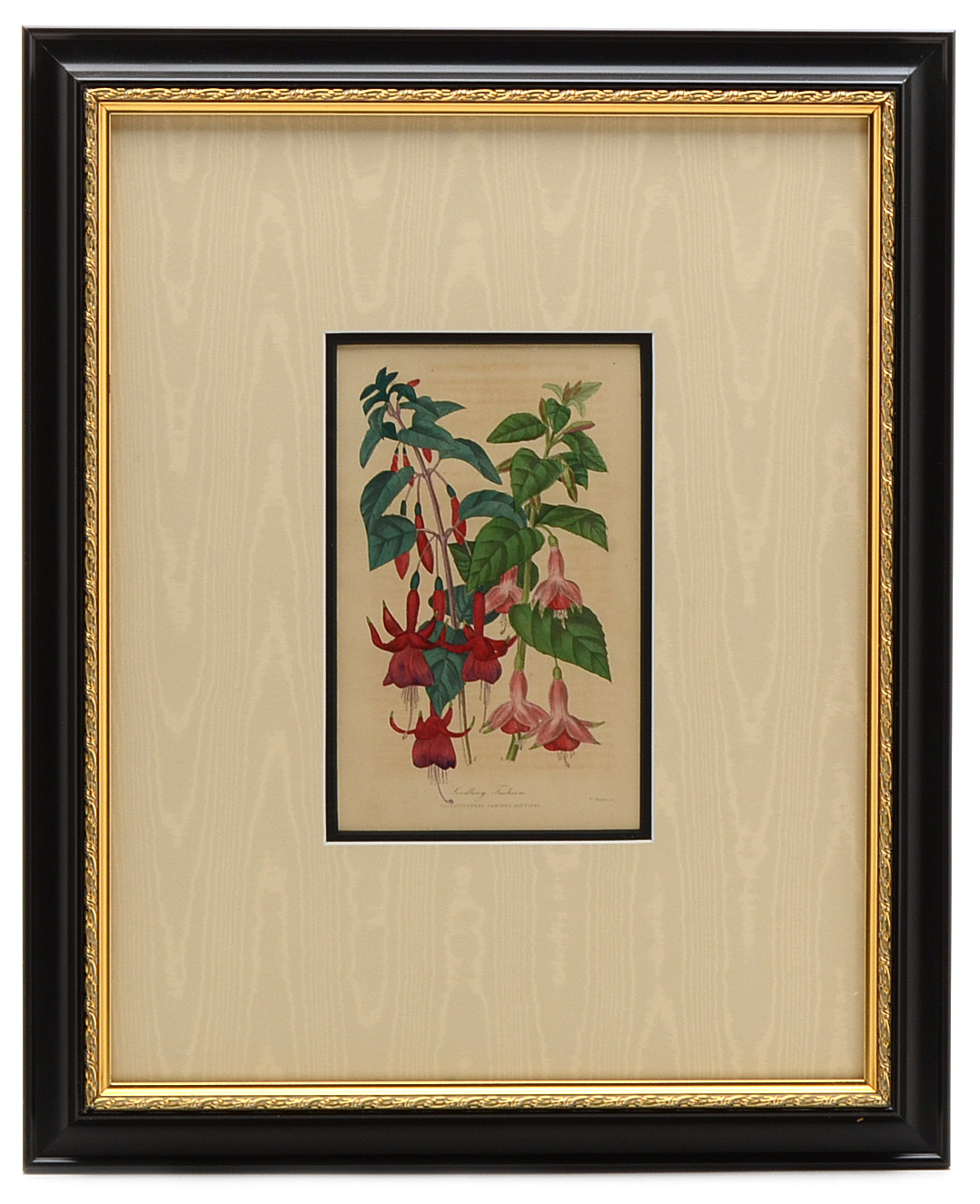 Five Original Mid-19th Century Hand-Colored Botanical Prints