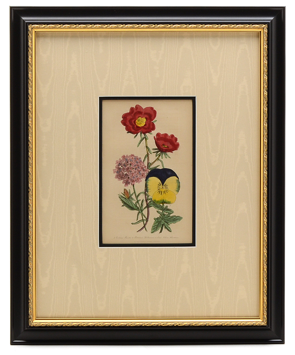 Five Original Mid-19th Century Hand-Colored Botanical Prints