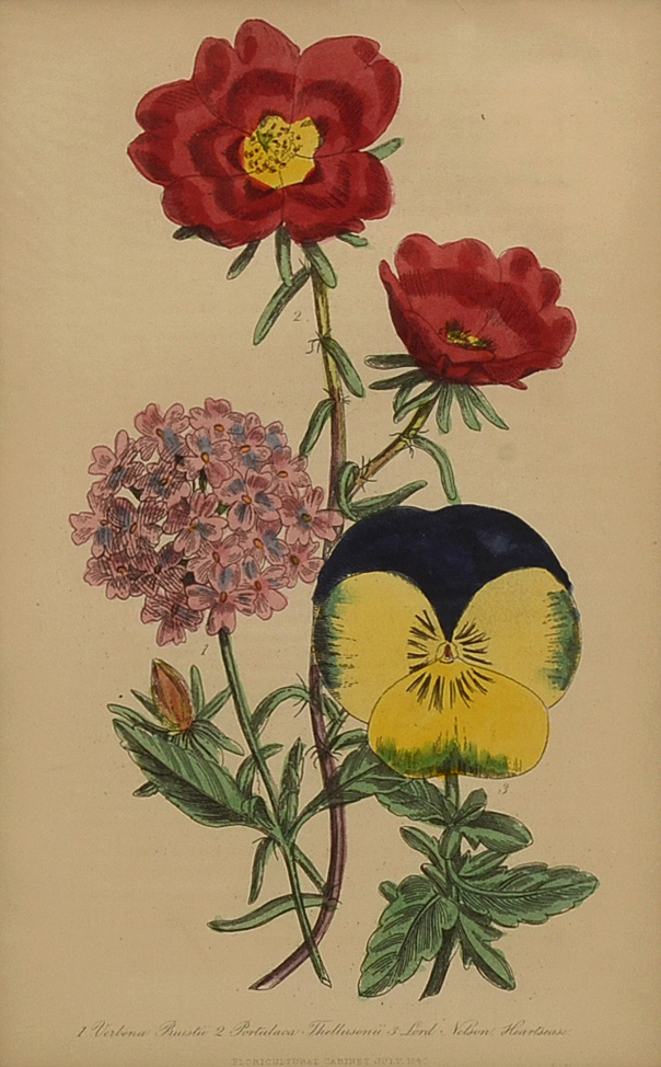 Five Original Mid-19th Century Hand-Colored Botanical Prints