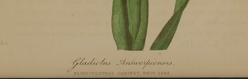 Five Original Mid-19th Century Hand-Colored Botanical Prints