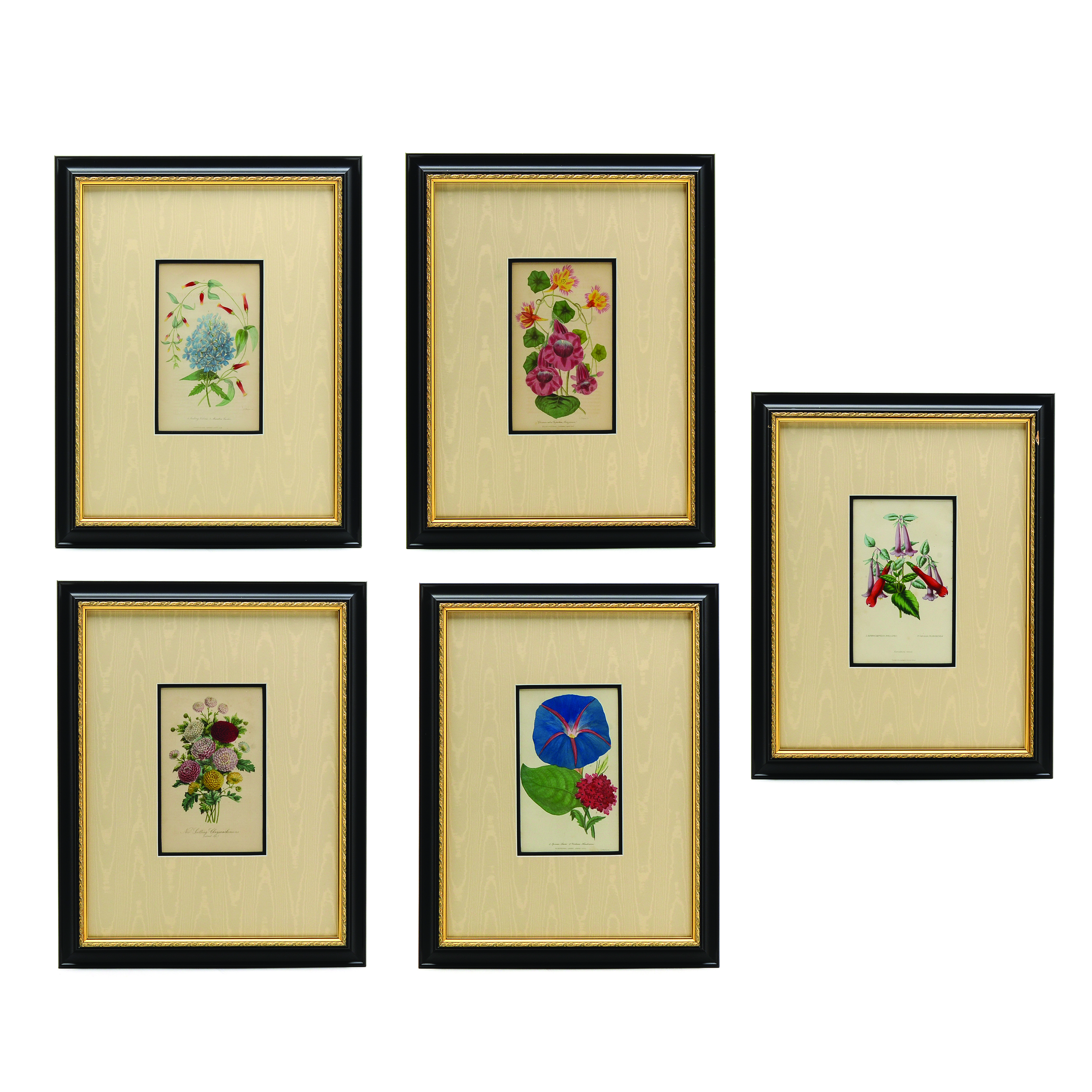 Five Original Mid-19th Century Hand-Colored Botanical Prints