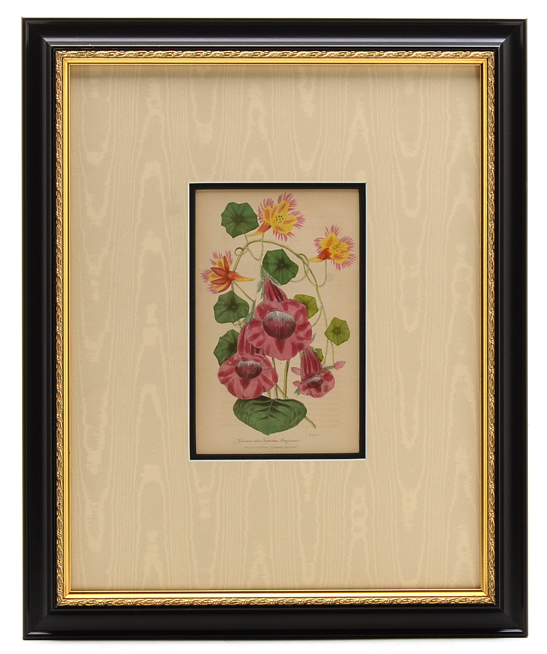 Five Original Mid-19th Century Hand-Colored Botanical Prints