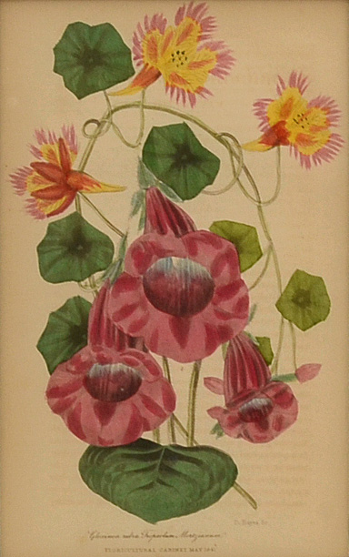 Five Original Mid-19th Century Hand-Colored Botanical Prints