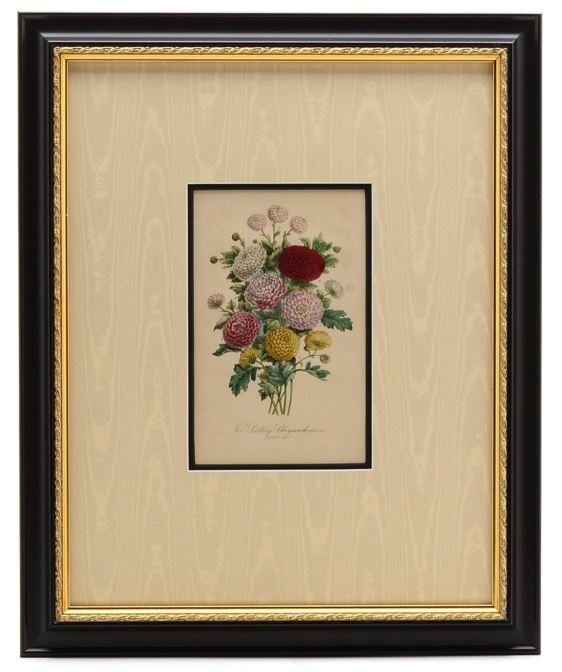 Five Original Mid-19th Century Hand-Colored Botanical Prints