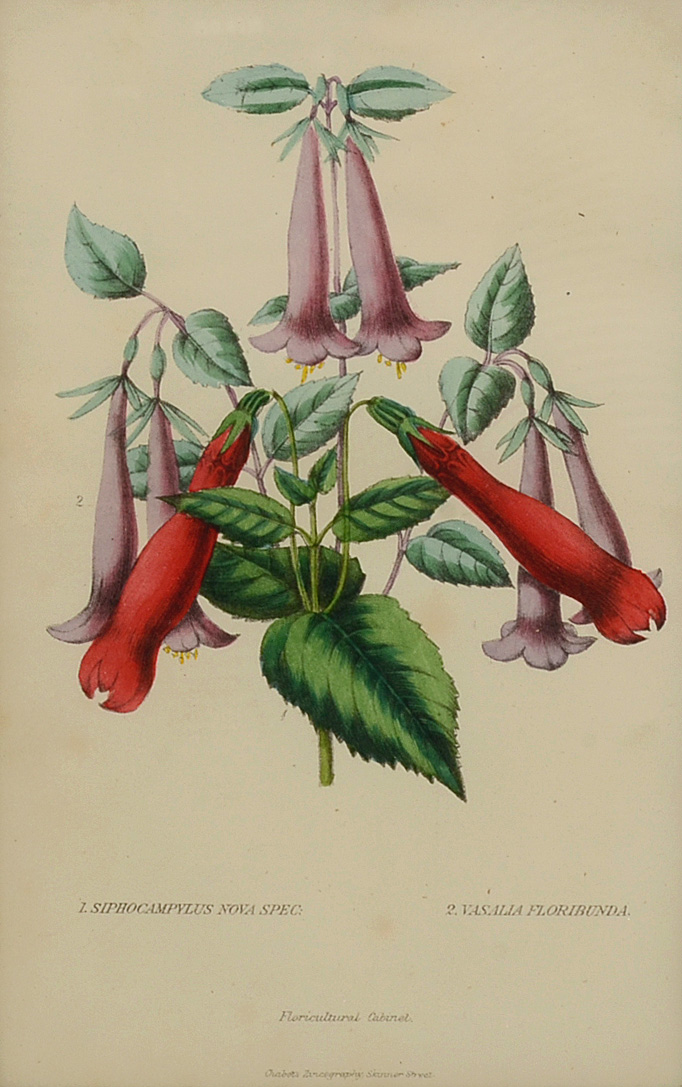 Five Original Mid-19th Century Hand-Colored Botanical Prints
