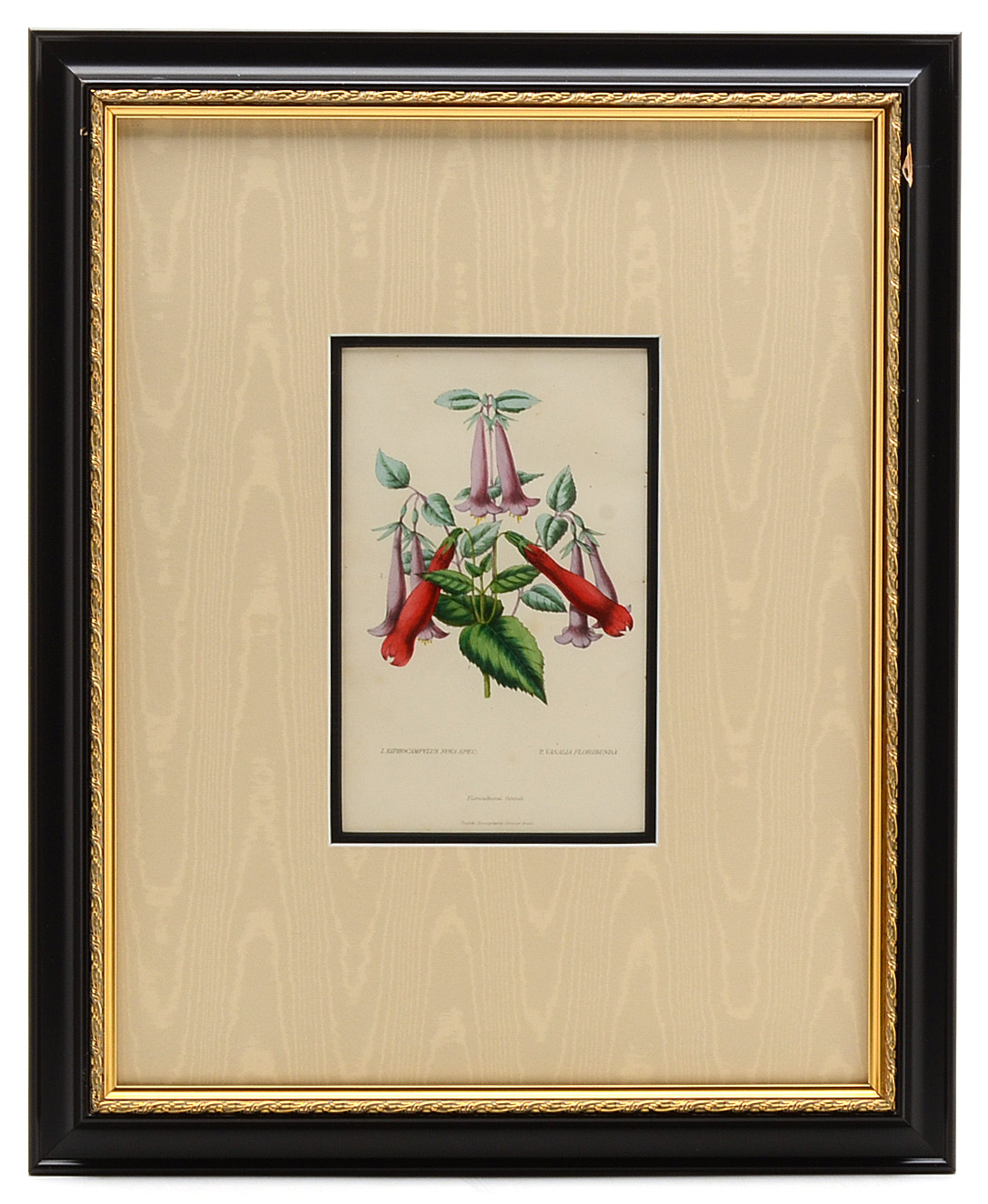 Five Original Mid-19th Century Hand-Colored Botanical Prints