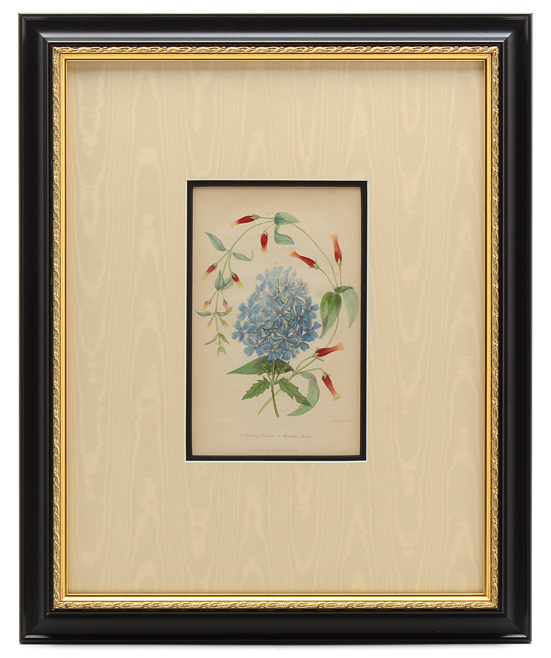 Five Original Mid-19th Century Hand-Colored Botanical Prints