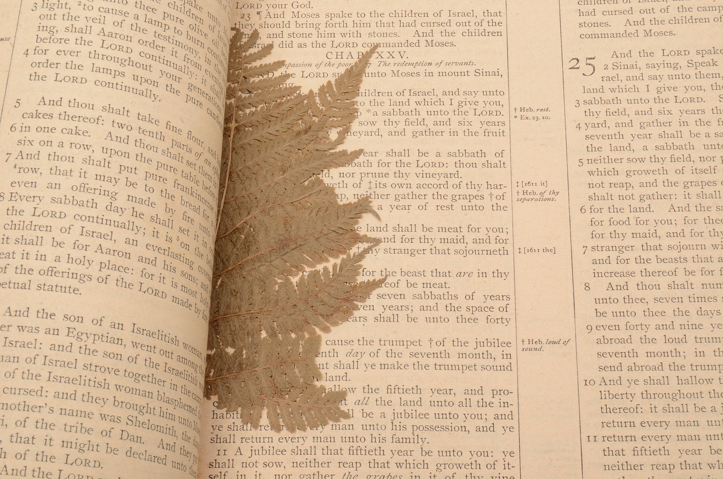 Antique Victorian Pictorial Bible