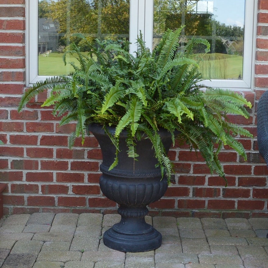 Pair of Large Composite Planters with Live Ferns