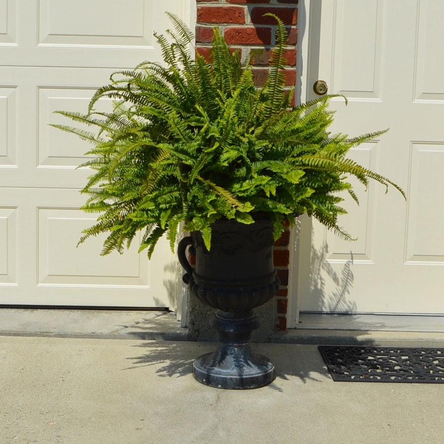 Pair of Large Composite Planters with Live Ferns