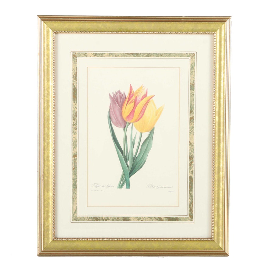 Offset Lithograph After P.J. Redoute's Painting "Tulipe de Gesner"