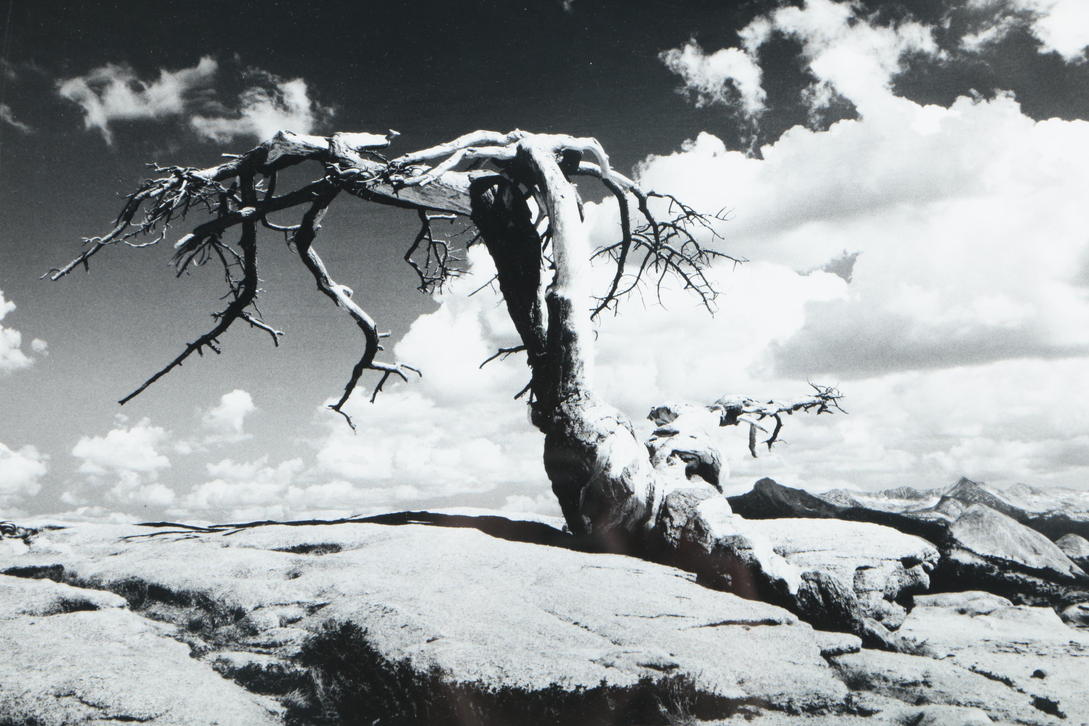 Andy Petrell Photograph "Sentinel Dome - Yosemite"