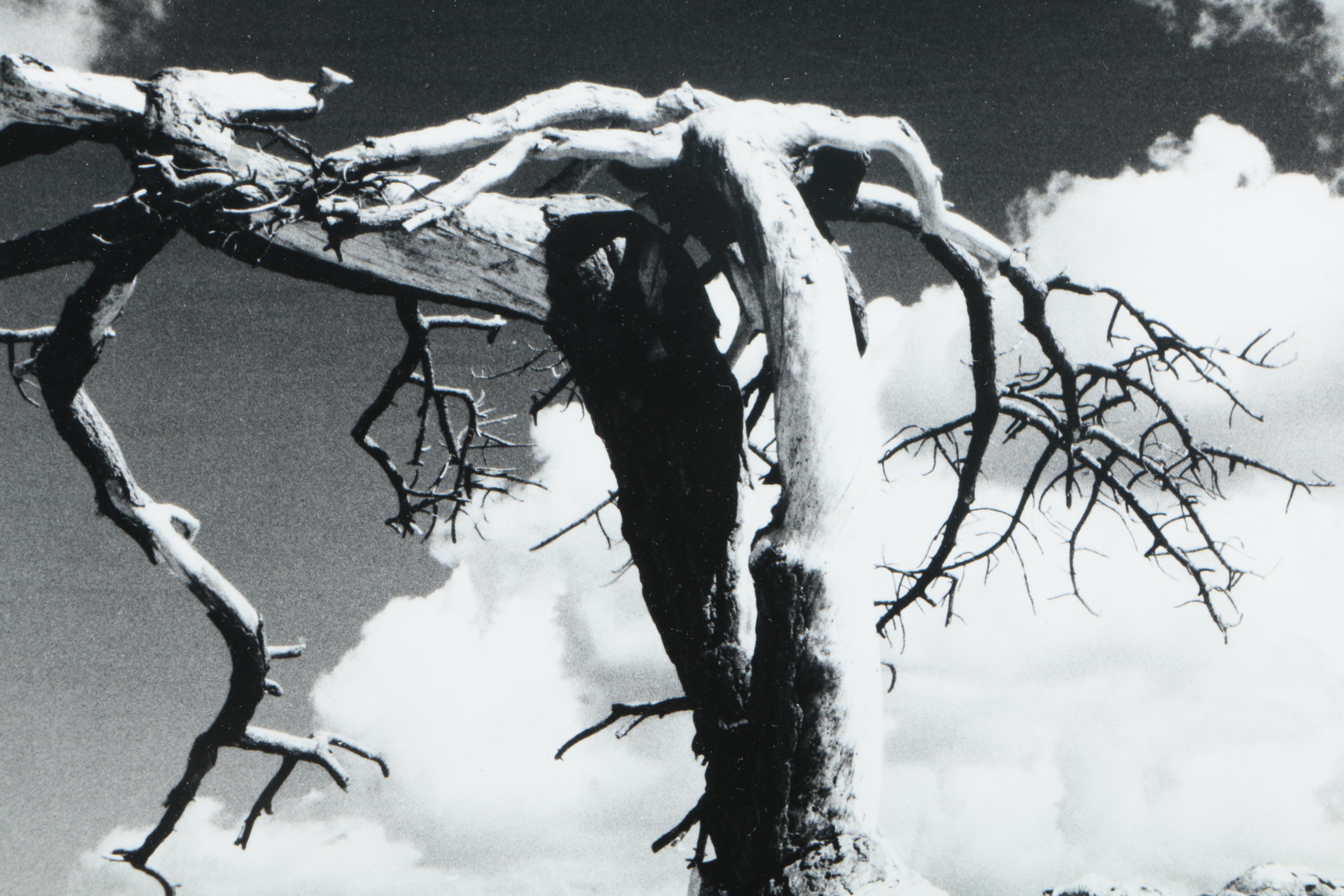 Andy Petrell Photograph "Sentinel Dome - Yosemite"