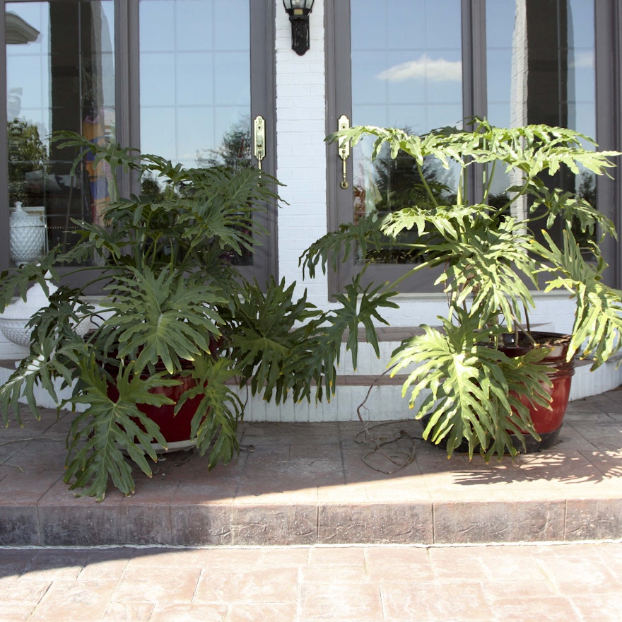A Pair of Split-Leaf Philadendron Plants