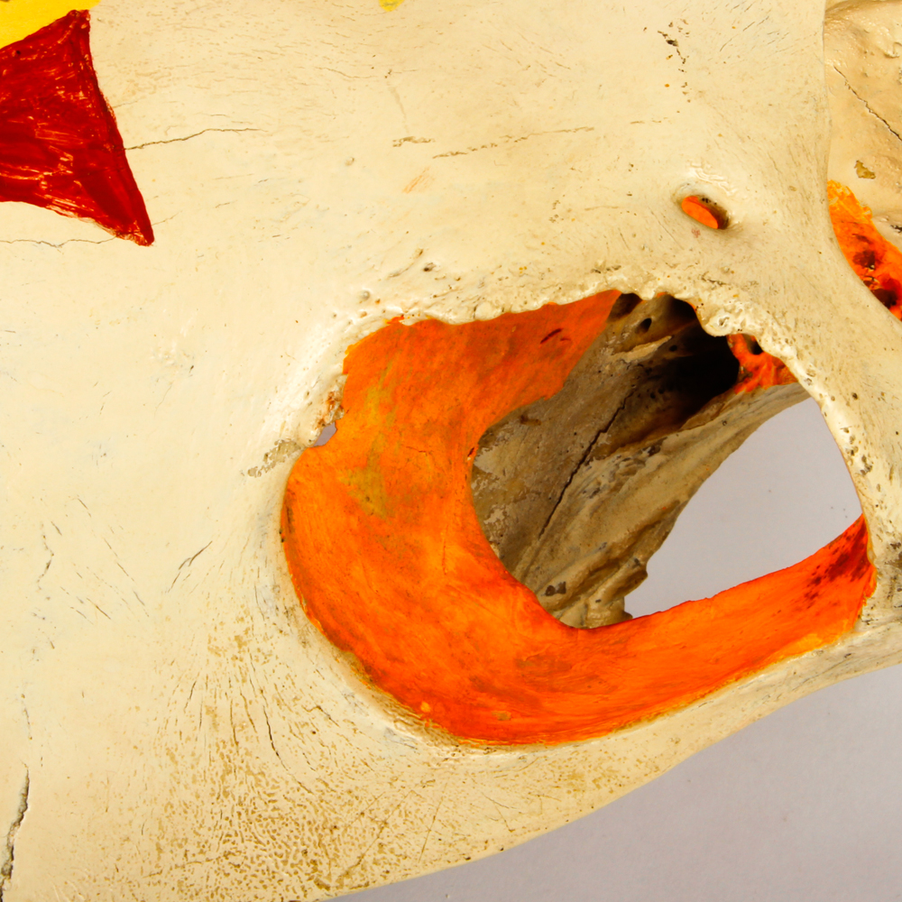 Hand Painted Longhorn Cow Skull