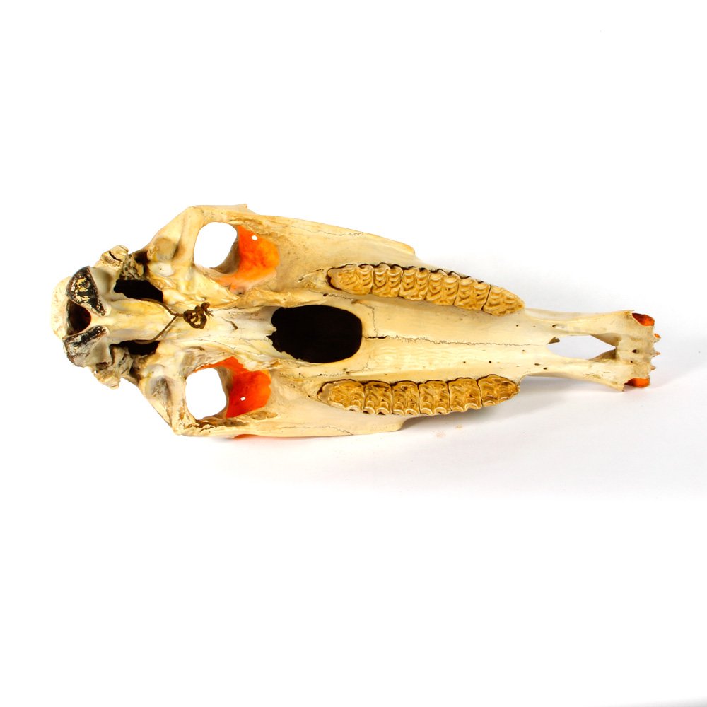 Hand Painted Longhorn Cow Skull