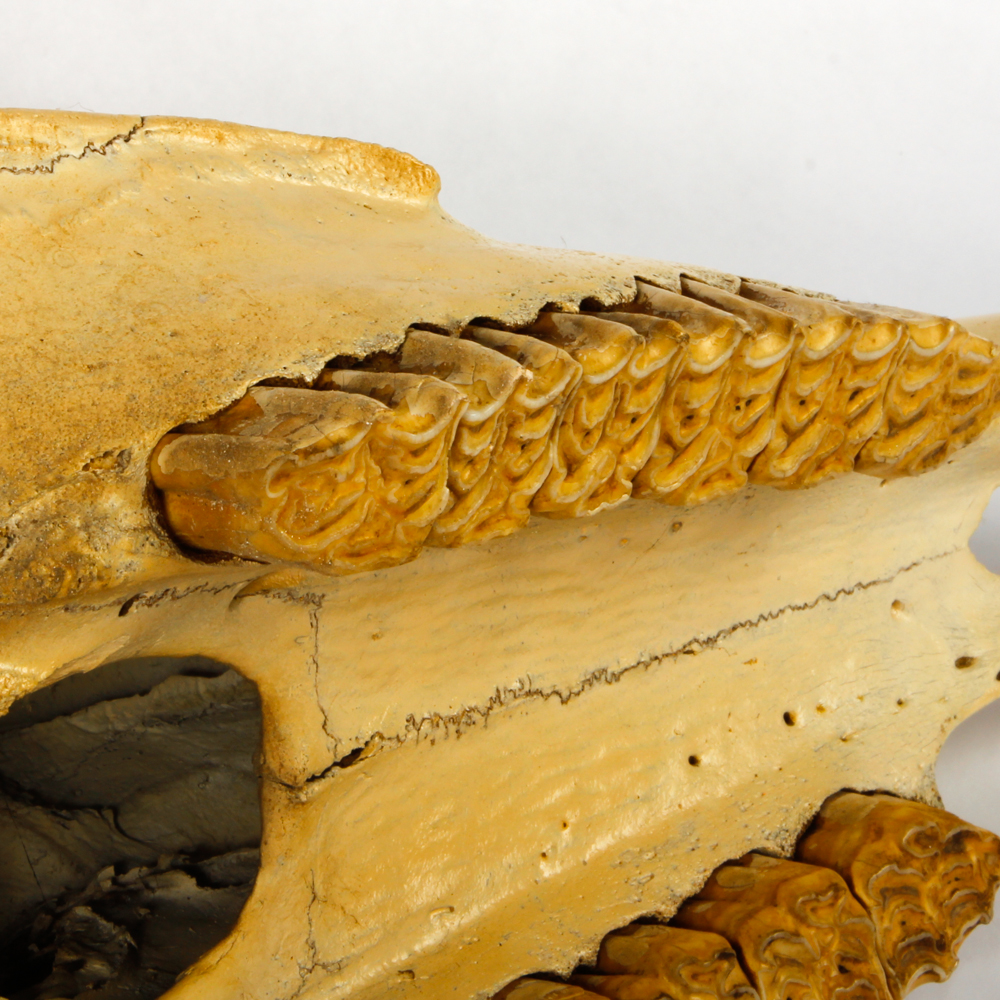 Hand Painted Longhorn Cow Skull