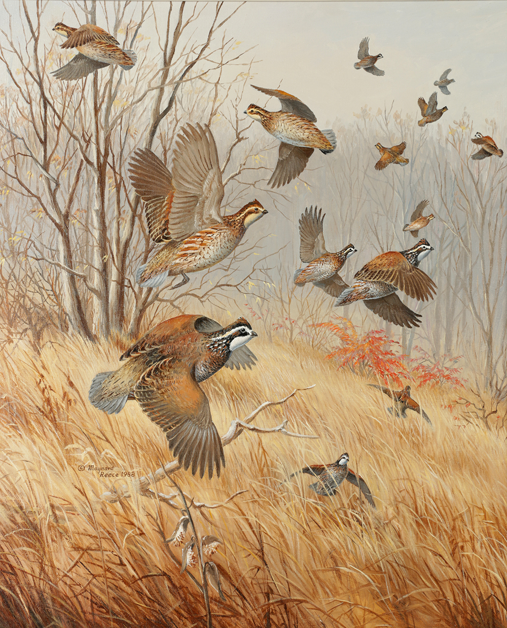 Maynard Reece Oil Painting on Canvas "Bobwhite Quail"