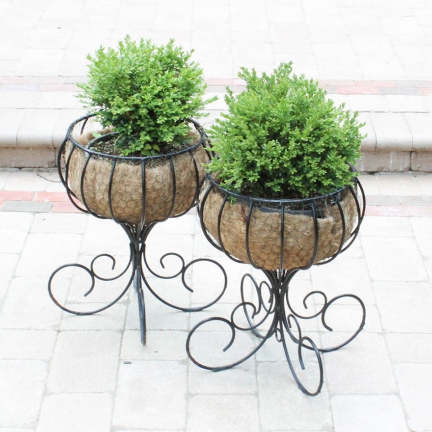 Wrought Iron Planter Pair