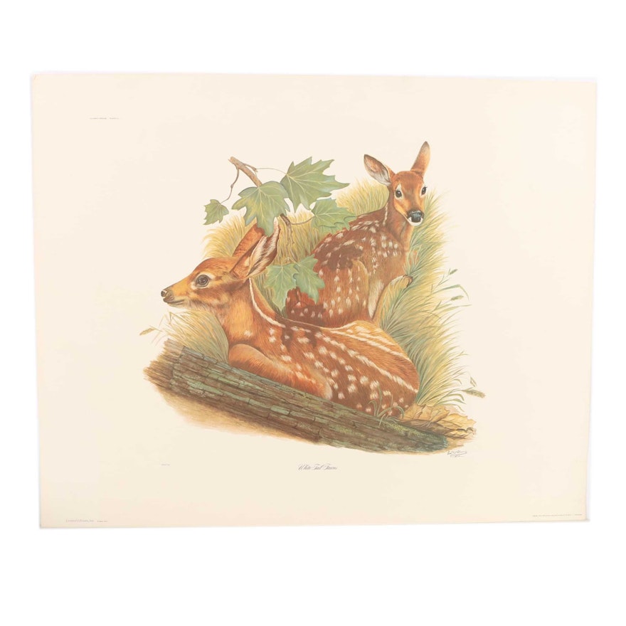 After E.D. Williams Offset Lithograph "White Tail Fawns"