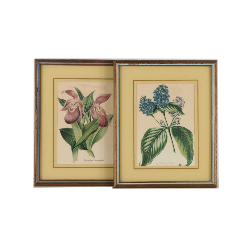 Offset Lithograph Botanical Prints