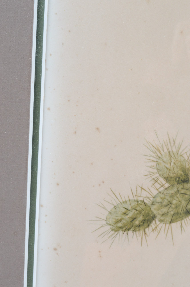 Roger Troy Peterson Limited Edition Print "Roadrunner"