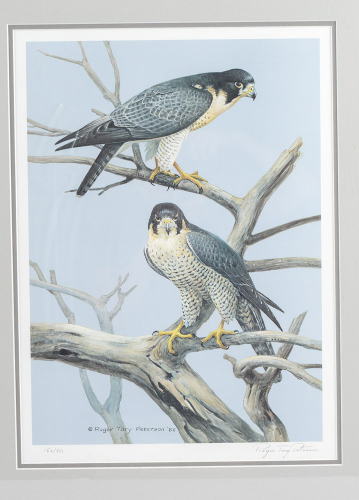 Roger Tory Peterson Limited Edition Print