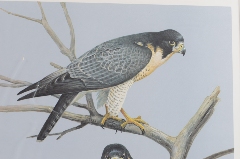 Roger Tory Peterson Limited Edition Print