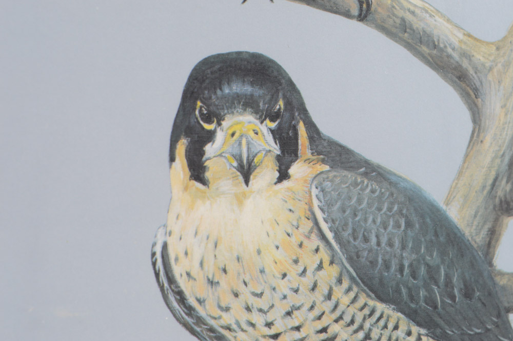 Roger Tory Peterson Limited Edition Print