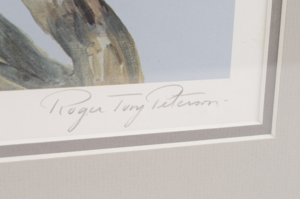 Roger Tory Peterson Limited Edition Print