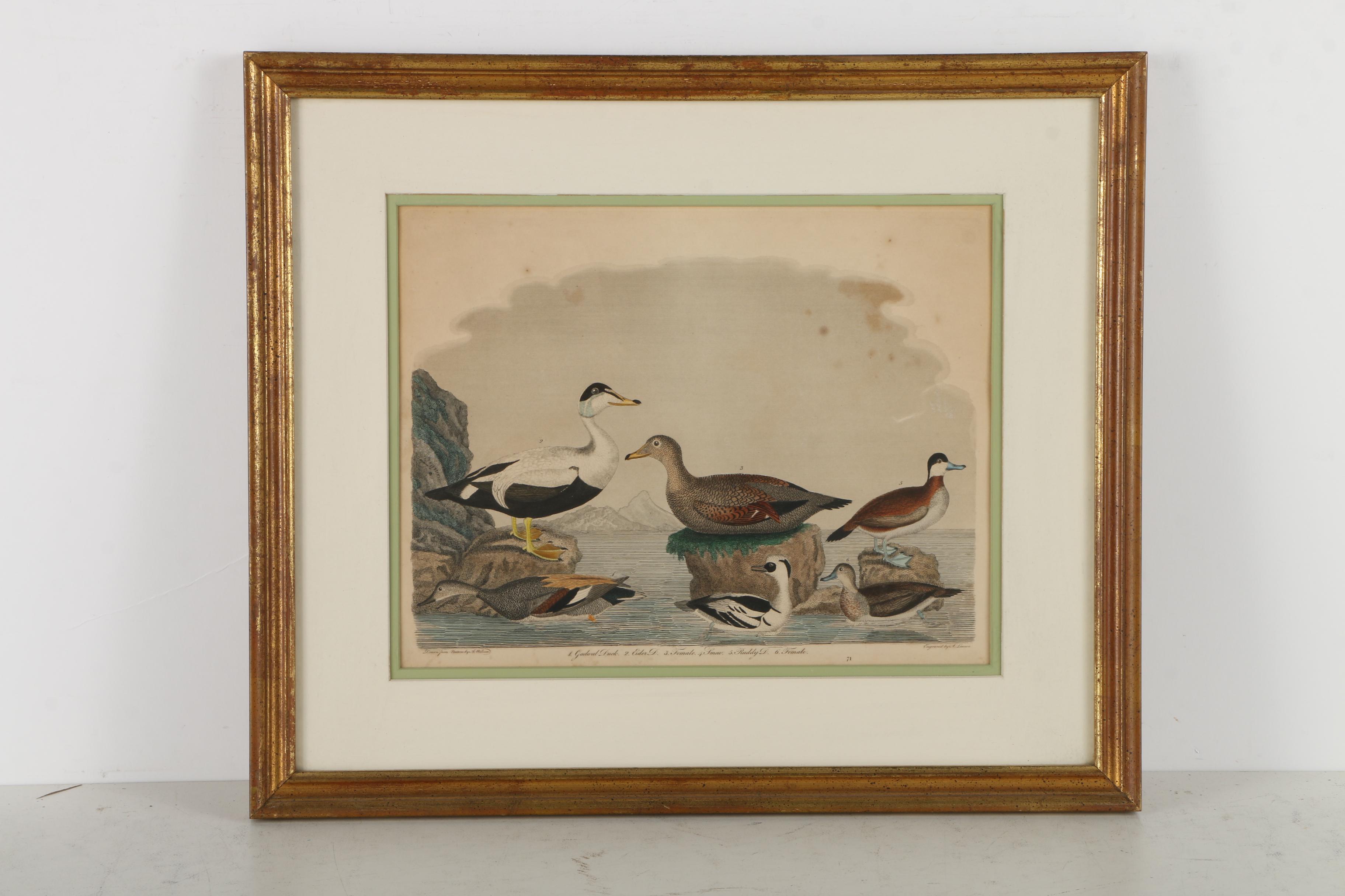 Alexander Lawson Engravings After Alexander Wilson Drawings of Ducks