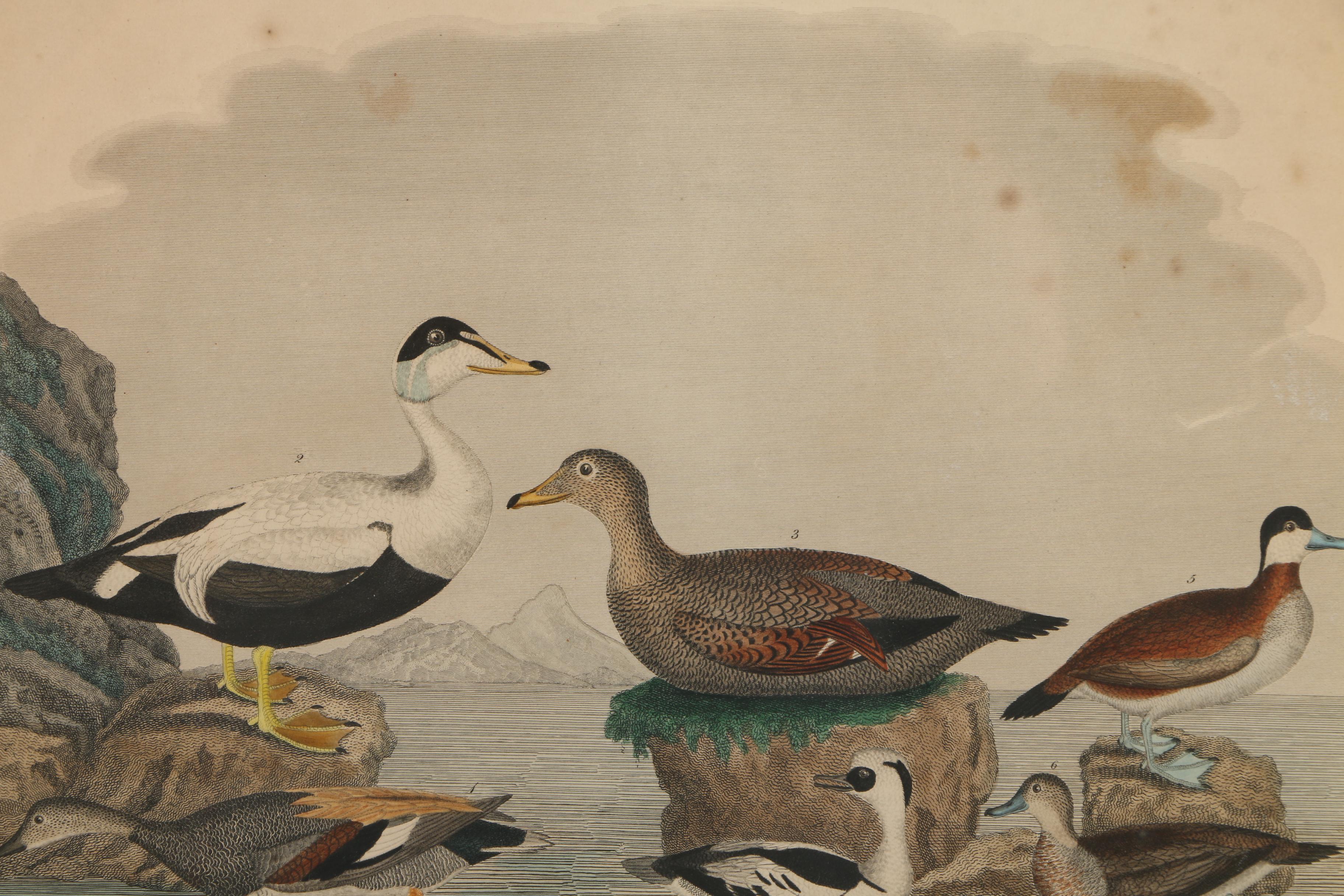 Alexander Lawson Engravings After Alexander Wilson Drawings of Ducks