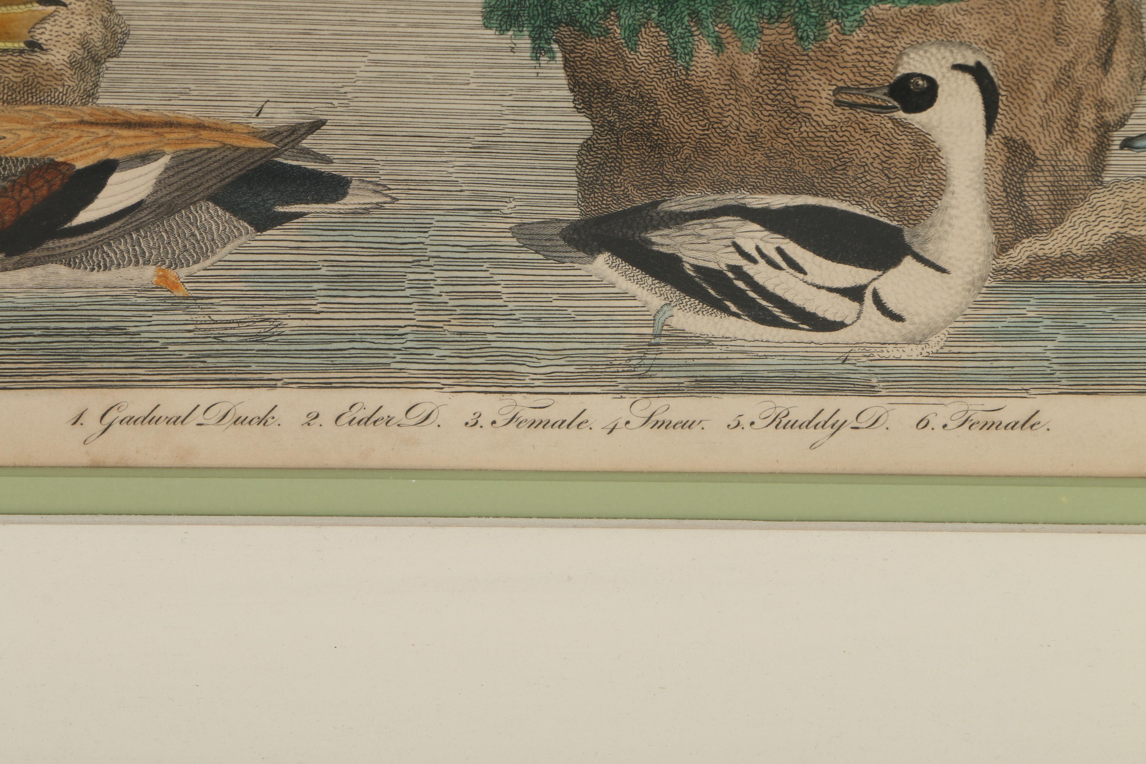 Alexander Lawson Engravings After Alexander Wilson Drawings of Ducks