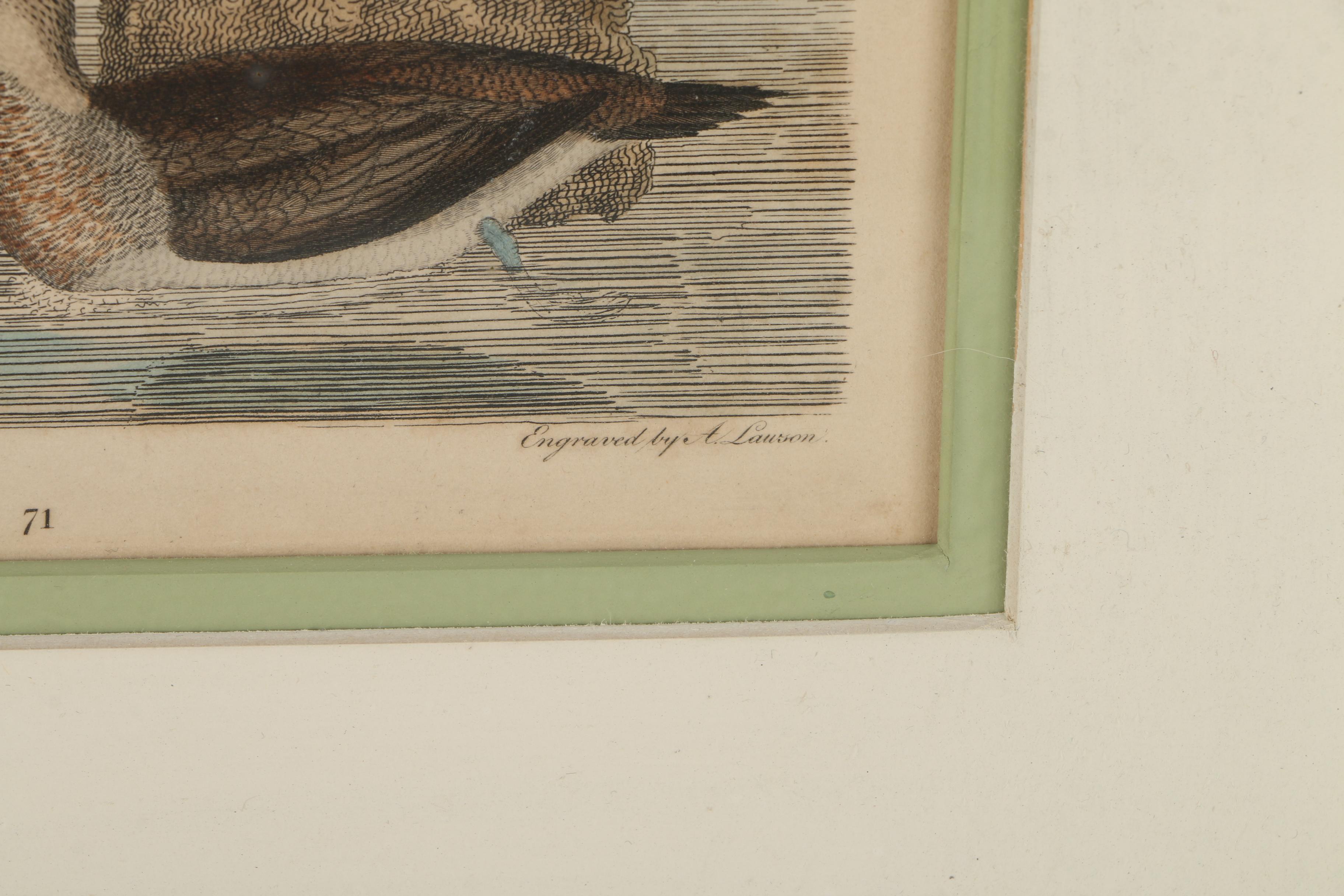 Alexander Lawson Engravings After Alexander Wilson Drawings of Ducks