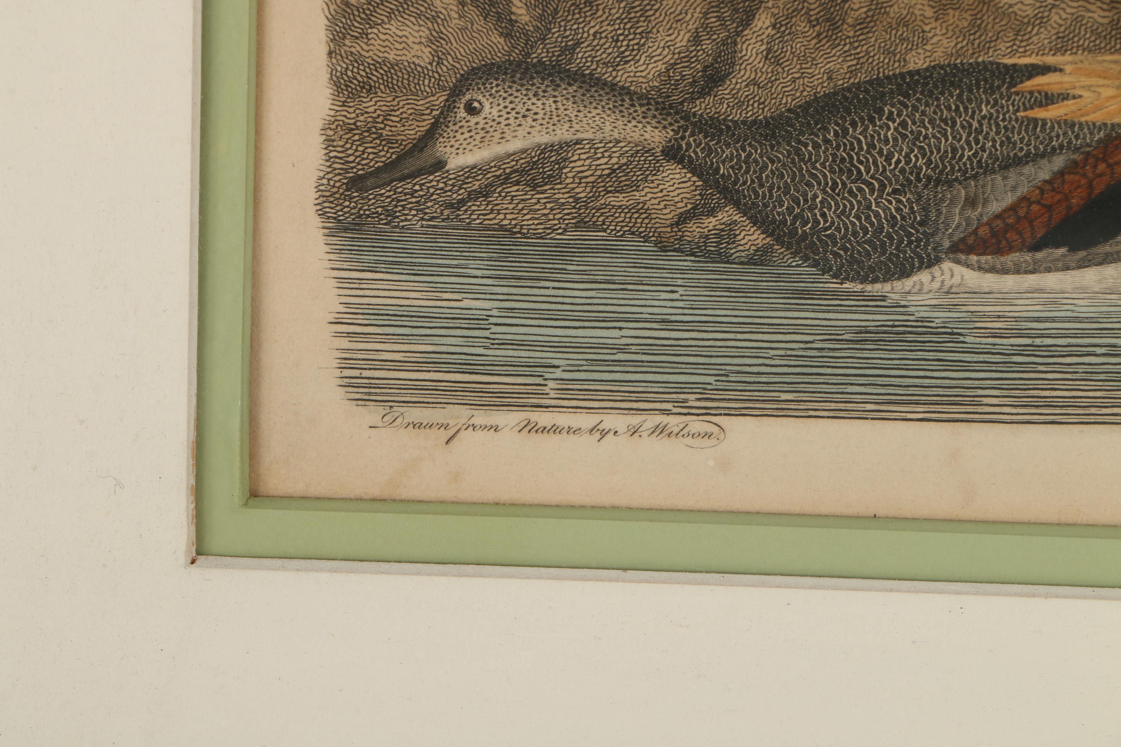 Alexander Lawson Engravings After Alexander Wilson Drawings of Ducks