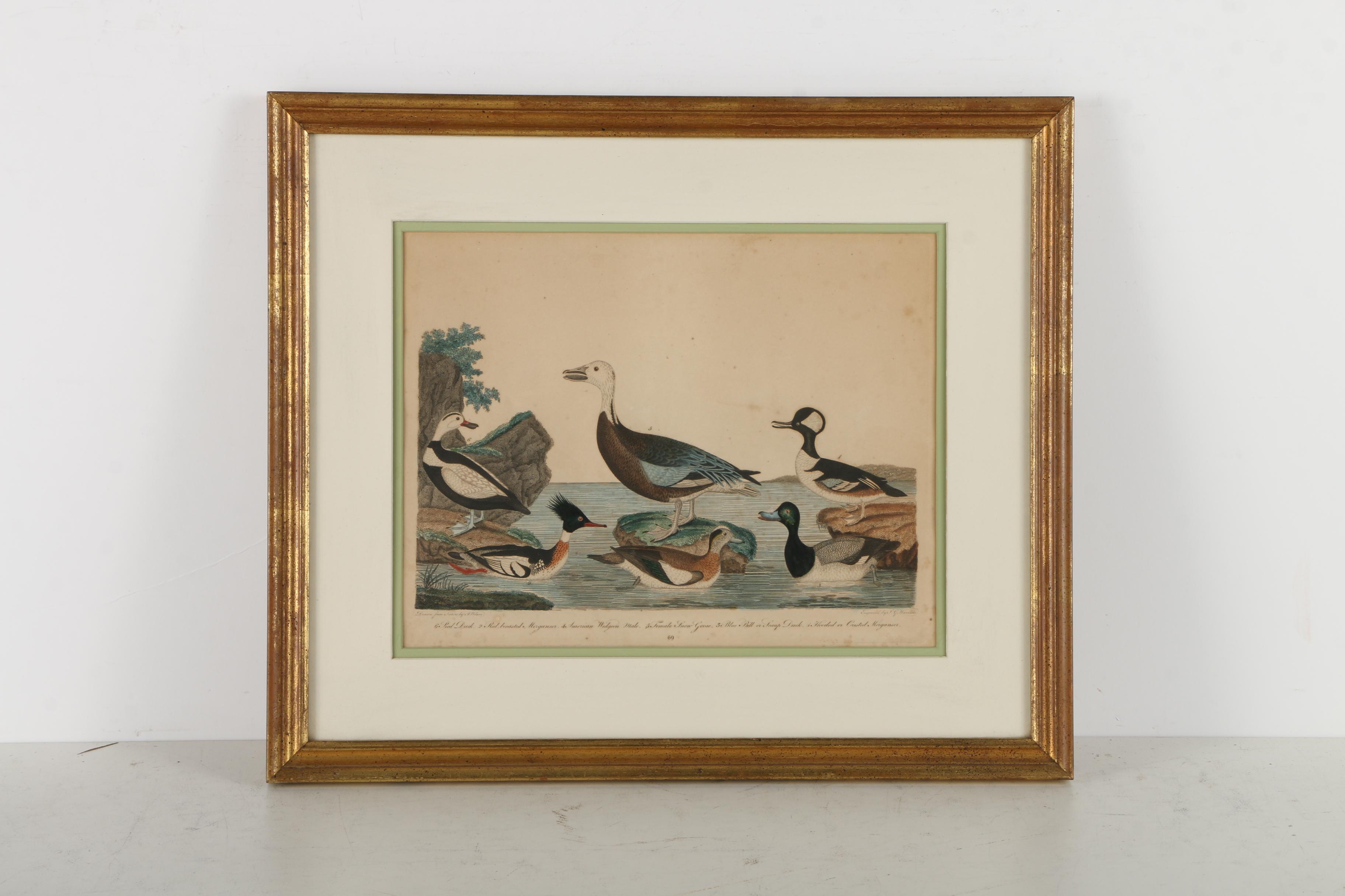 Alexander Lawson Engravings After Alexander Wilson Drawings of Ducks