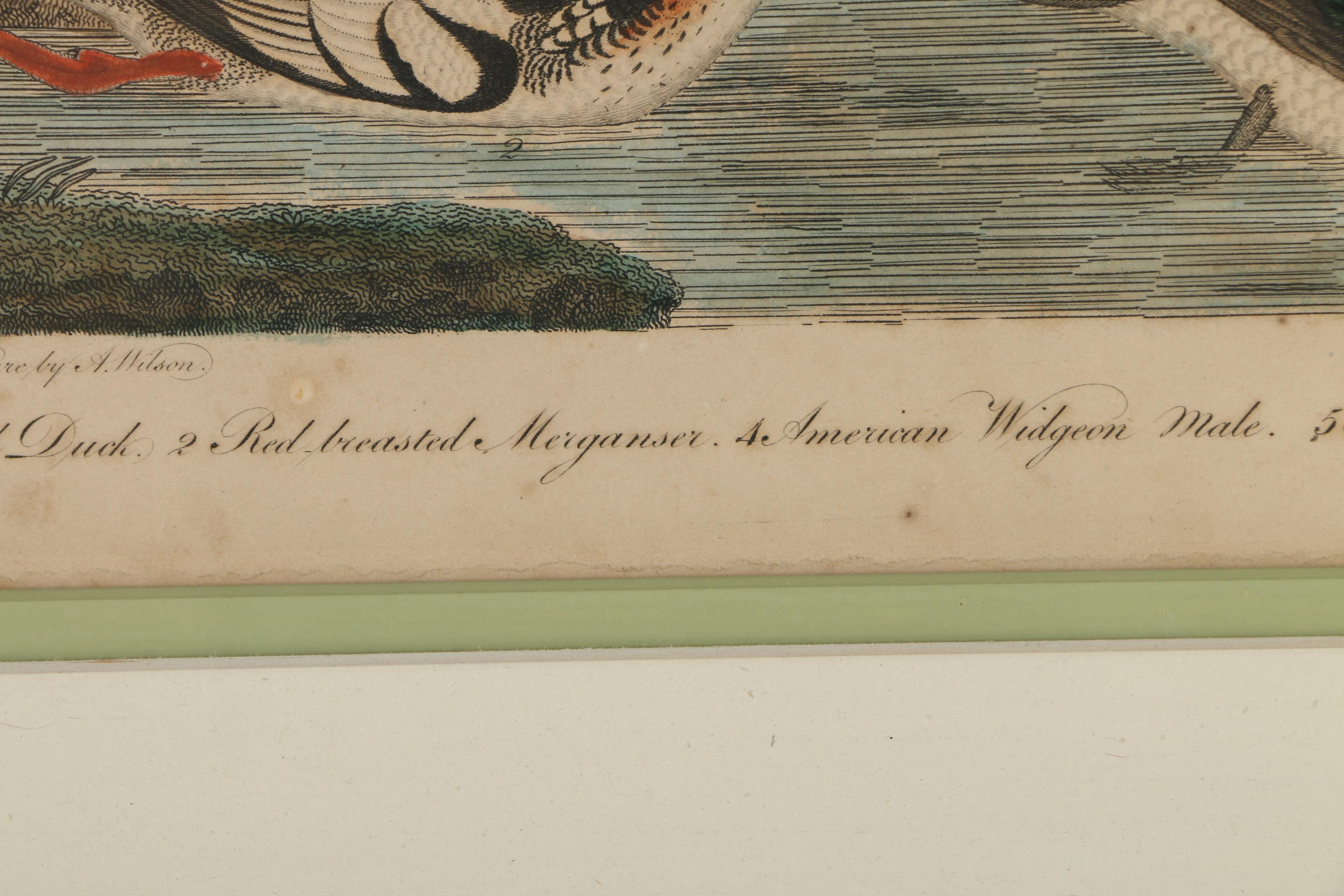 Alexander Lawson Engravings After Alexander Wilson Drawings of Ducks