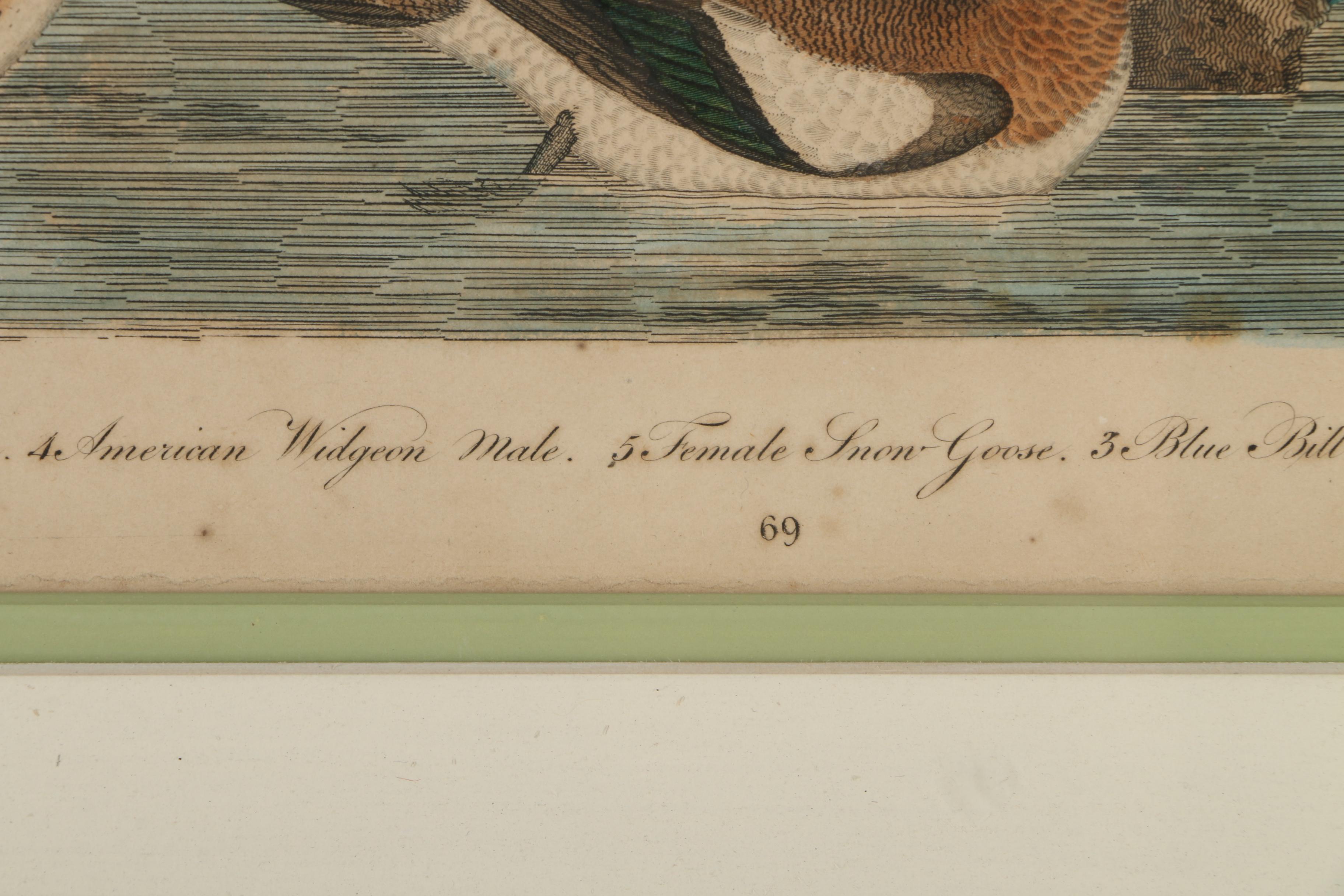 Alexander Lawson Engravings After Alexander Wilson Drawings of Ducks
