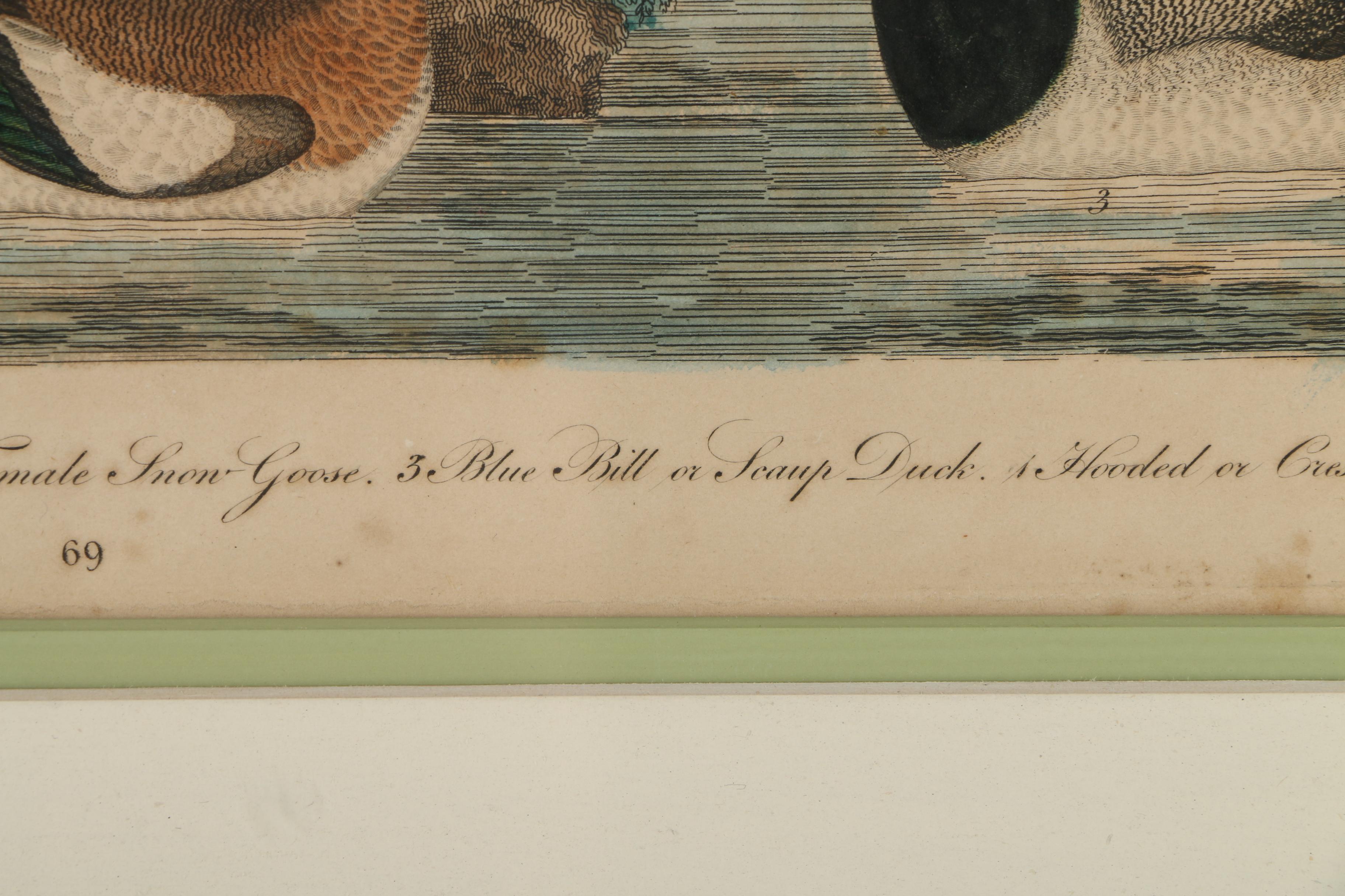 Alexander Lawson Engravings After Alexander Wilson Drawings of Ducks
